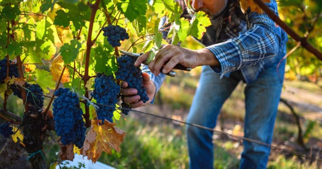 crisis del vino en España
