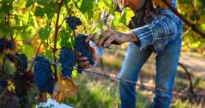 crisis del vino en España