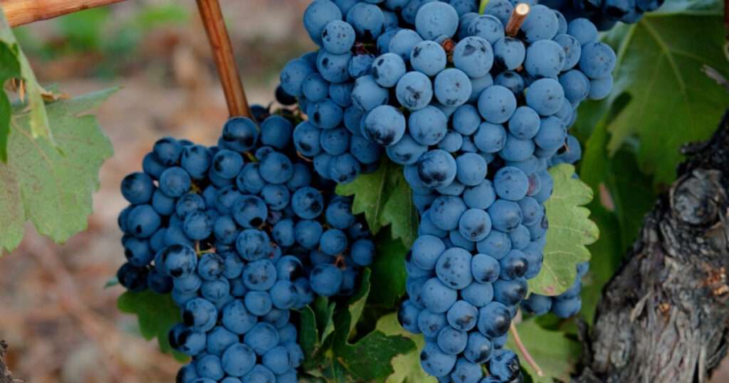 origen de la uva tempranillo