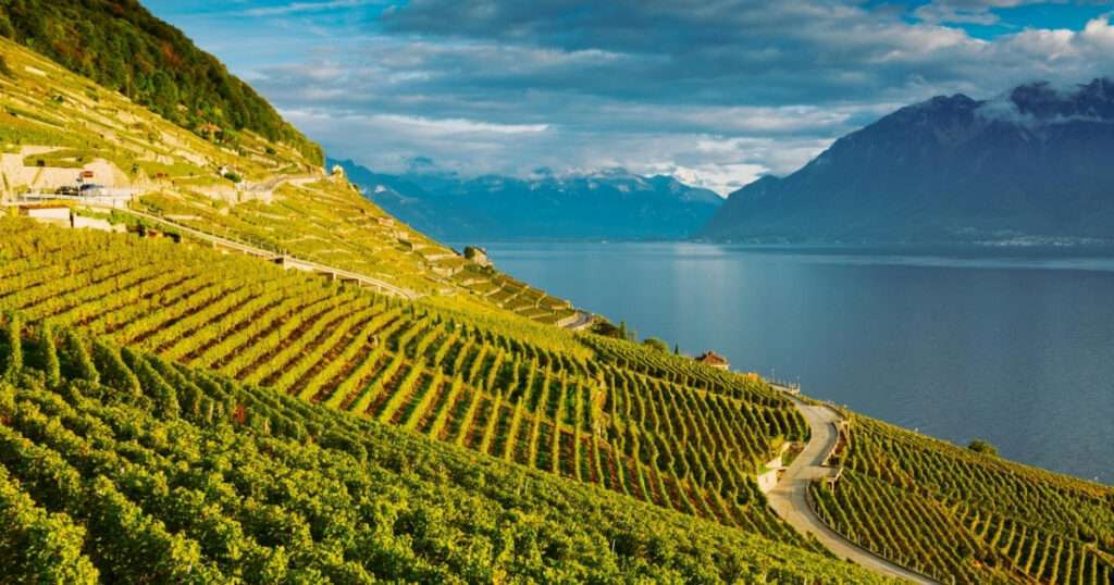 terroir en el vino