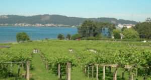 vendimia en Rías Baixas 2025