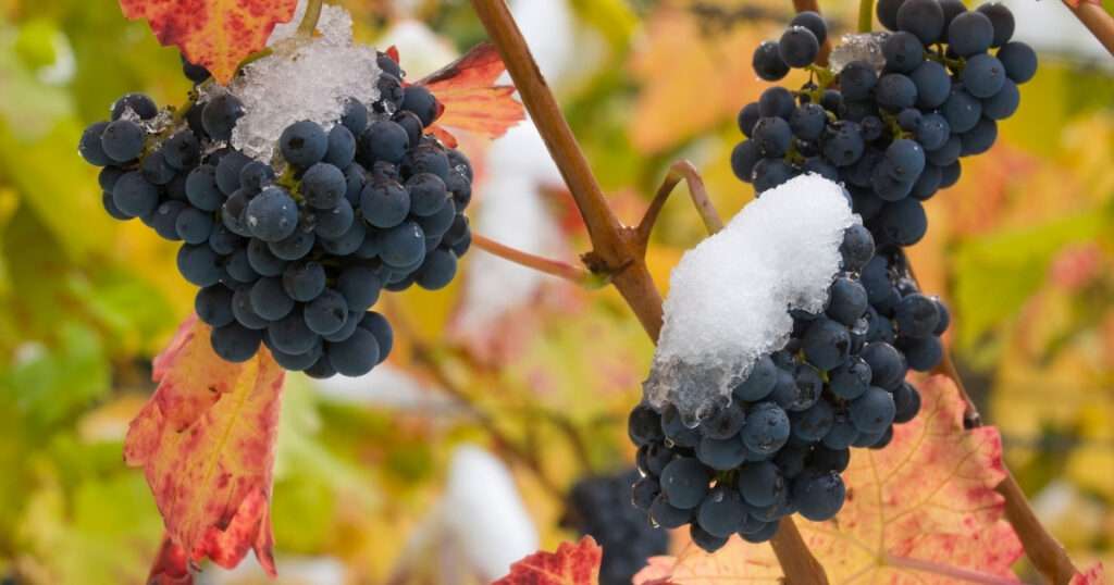 vino de hielo