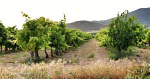 vinos murcianos